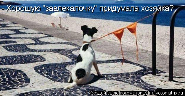 - Хорошую "завлекалочку" придумала хозяйка?... Котоматрица: - Хорошую "завлекалочку" придумала хозяйка?