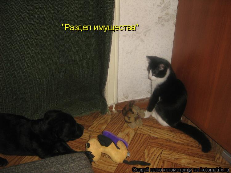 "Раздел имущества"... Котоматрица: "Раздел имущества"
