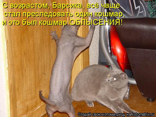 С возрастом, Барсика, всё чаще стал преследовать один кошмар, и это был кошмар ОБЛЫСЕНИЯ!... Котоматрица: С возрастом, Барсика, всё чаще стал преследовать один кошмар, и это был кошмар ОБЛЫСЕНИЯ!