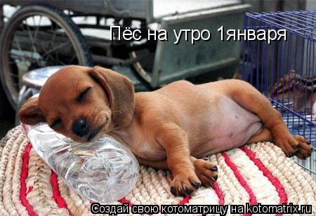 Пёс на утро 1января... Котоматрица: Пёс на утро 1января