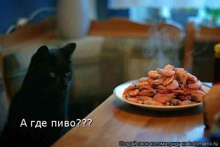 А где пиво???... Котоматрица: А где пиво???