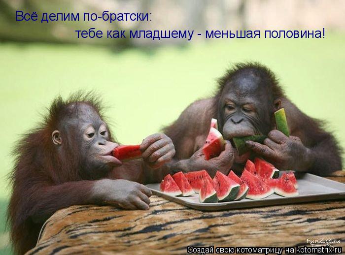 Всё делим по-братски: тебе как младшему - меньшая половина!... Котоматрица: Всё делим по-братски: тебе как младшему - меньшая половина!