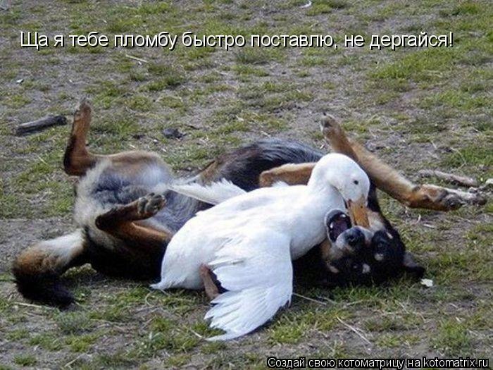 Ща я тебе пломбу быстро поставлю, не дергайся!... Котоматрица: Ща я тебе пломбу быстро поставлю, не дергайся!