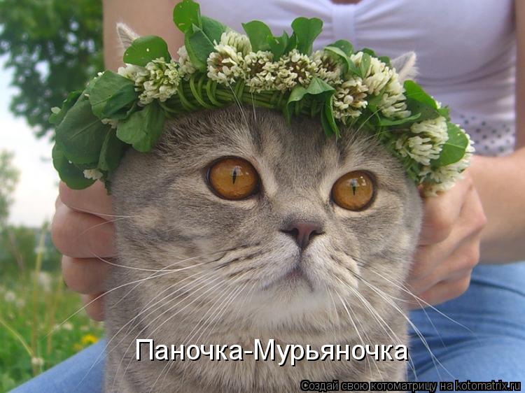Паночка-Мурьяночка... Котоматрица: Паночка-Мурьяночка
