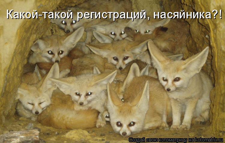 Какой-такой регистраций, насяйника?!... Котоматрица: Какой-такой регистраций, насяйника?!