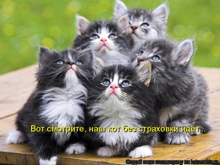Вот смотрите, наш кот без страховки идёт...... Котоматрица: Вот смотрите, наш кот без страховки идёт...