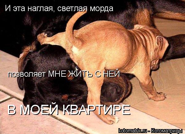 И эта наглая, светлая морда позволяет МНЕ ЖИТЬ С НЕЙ В МОЕЙ КВАРТИРЕ... Котоматрица: И эта наглая, светлая морда позволяет МНЕ ЖИТЬ С НЕЙ В МОЕЙ КВАРТИРЕ