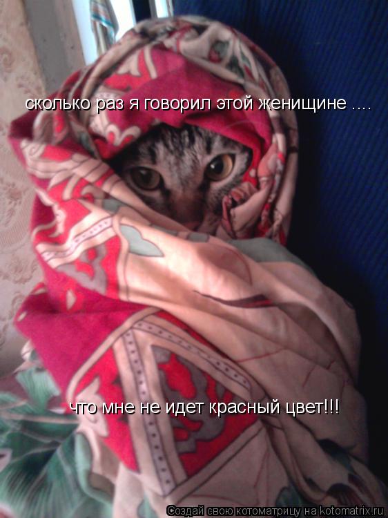 сколько раз я говорил этой женищине .... что мне не идет красный цвет!!!... Котоматрица: сколько раз я говорил этой женищине .... что мне не идет красный цвет!!!