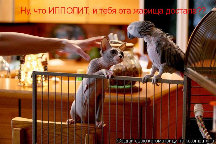 Ну, что ИППОЛИТ, и тебя эта жарища достала??... Котоматрица: Ну, что ИППОЛИТ, и тебя эта жарища достала??