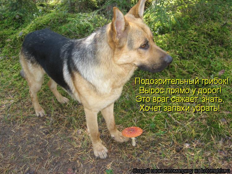 Подозрительный грибок! Вырос прямо у дорог! Это враг сажает, знать, Хочет запахи убрать!... Котоматрица: Подозрительный грибок! Вырос прямо у дорог! Это враг сажает, знать, Хочет запахи убрать!