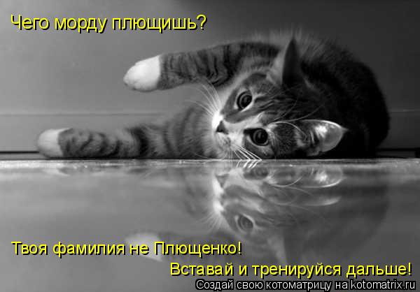 Чего морду плющишь? Твоя фамилия не Плющенко! Вставай и тренируйся дальше!... Котоматрица: Чего морду плющишь? Твоя фамилия не Плющенко! Вставай и тренируйся дальше!