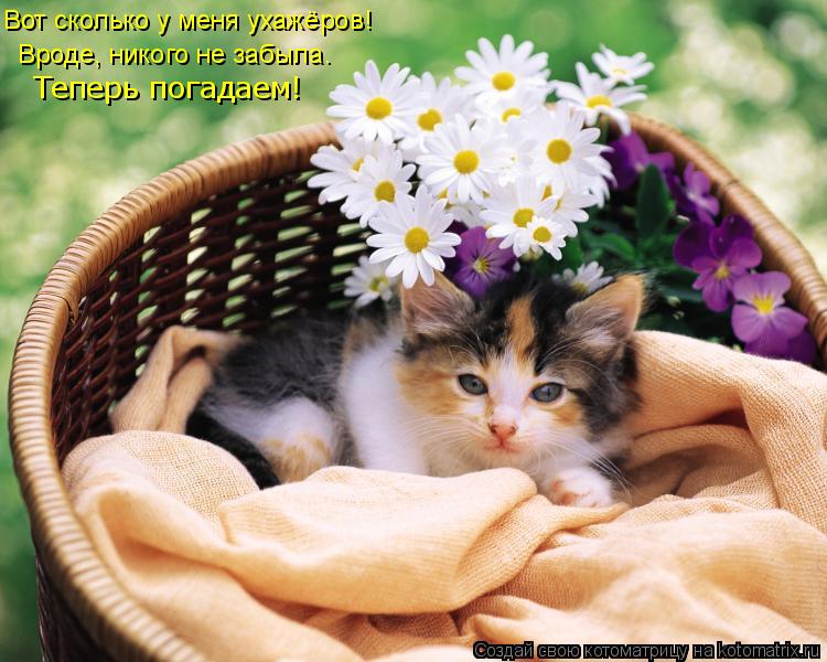 Вот сколько у меня ухажёров! Вроде, никого не забыла. Теперь погадаем!... Котоматрица: Вот сколько у меня ухажёров! Вроде, никого не забыла. Теперь погадаем!