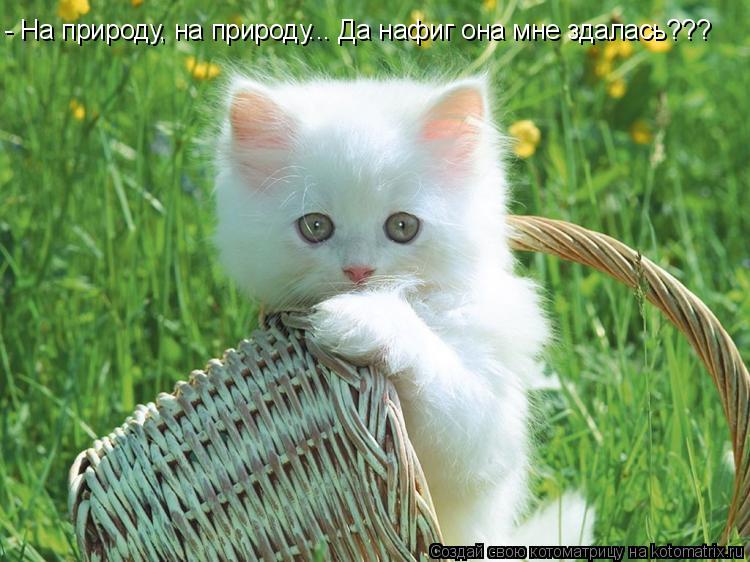 - На природу, на природу... Да нафиг она мне здалась???... Котоматрица: - На природу, на природу... Да нафиг она мне здалась???