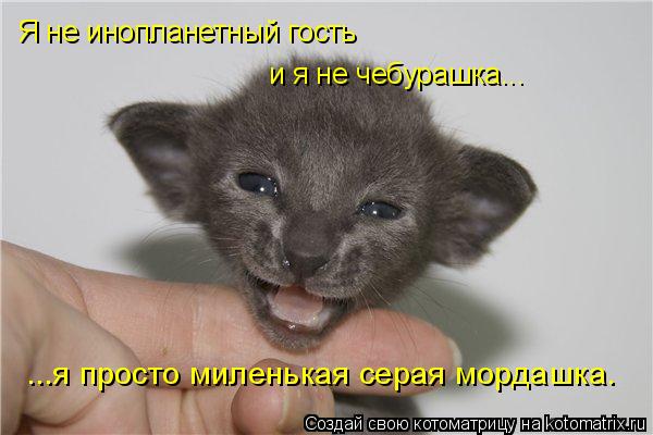 Я не инопланетный гость и я не чебурашка... ...я просто миленькая серая мордашка.... Котоматрица: Я не инопланетный гость и я не чебурашка... ...я просто миленькая серая мордашка.