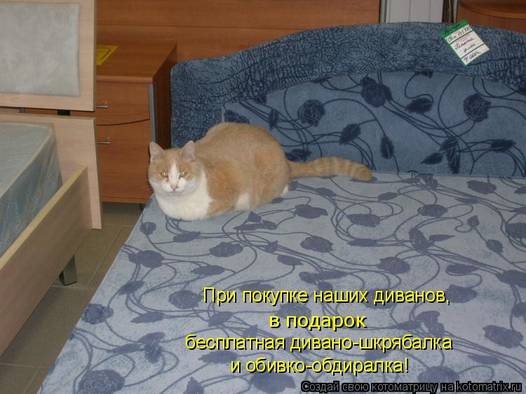 При покупке наших диванов, в подарок бесплатная дивано-шкрябалка и обивко-обдиралка!... Котоматрица: При покупке наших диванов, в подарок бесплатная дивано-шкрябалка и обивко-обдиралка!