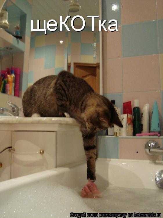 щеКОТка... Котоматрица: щеКОТка