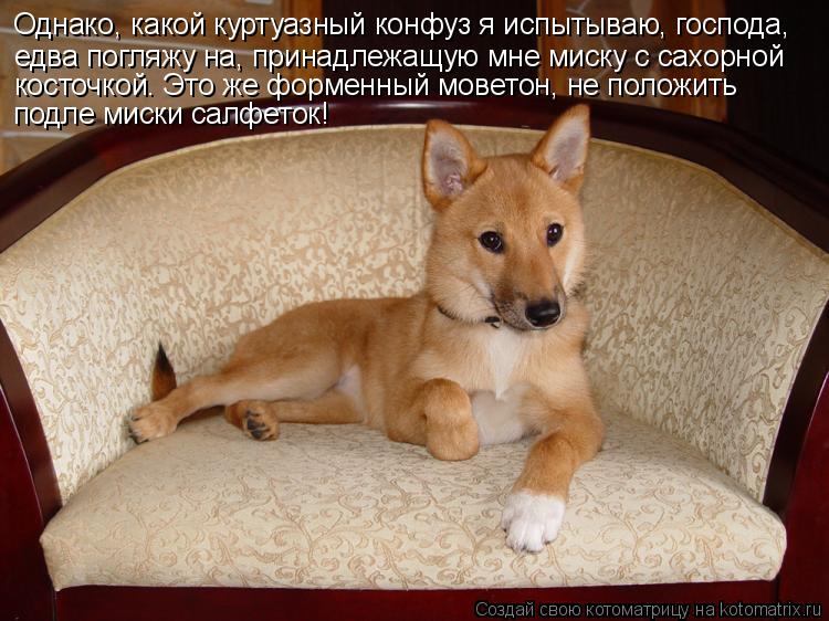 Однако, какой куртуазный конфуз я испытываю, господа, едва погляжу на, принадлежащую мне миску с сахо... Котоматрица: Однако, какой куртуазный конфуз я испытываю, господа, едва погляжу на, принадлежащую мне миску с сахорной косточкой. Это же форменный мовет