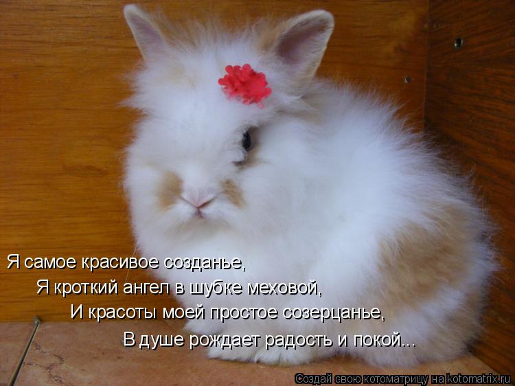 Я кроткий ангел в шубке меховой, Я самое красивое созданье, В душе рождает радость и покой... И красо... Котоматрица: Я кроткий ангел в шубке меховой, Я самое красивое созданье, В душе рождает радость и покой... И красоты моей простое созерцанье,
