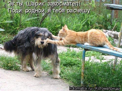 Эк ты, Шарик, закосмател! Поди, родной, я тебя расчешу.... Котоматрица: Эк ты, Шарик, закосмател! Поди, родной, я тебя расчешу.