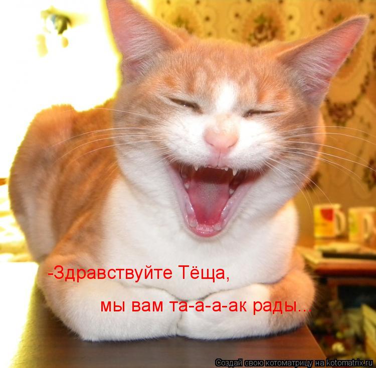 -Здравствуйте Тёща, мы вам та-а-а-ак рады...... Котоматрица: -Здравствуйте Тёща, мы вам та-а-а-ак рады...