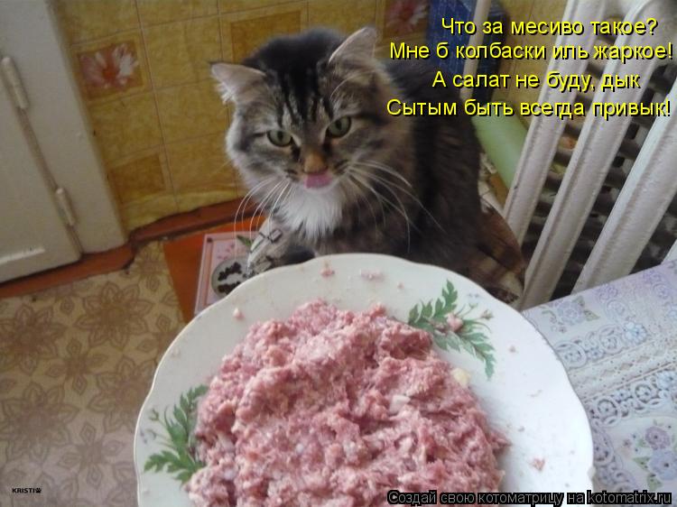 Что за месиво такое? Мне б колбаски иль жаркое! А салат не буду, дык Сытым быть всегда привык!... Котоматрица: Что за месиво такое? Мне б колбаски иль жаркое! А салат не буду, дык Сытым быть всегда привык!