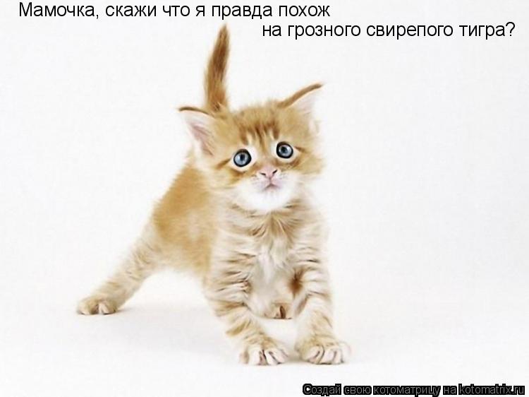 Мамочка, скажи что я правда похож на грозного свирепого тигра?... Котоматрица: Мамочка, скажи что я правда похож на грозного свирепого тигра?