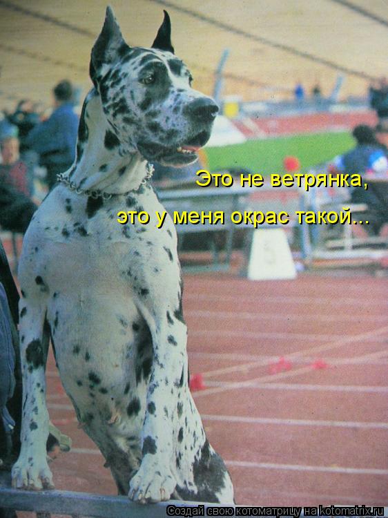 Это не ветрянка, это у меня окрас такой...... Котоматрица: Это не ветрянка, это у меня окрас такой...