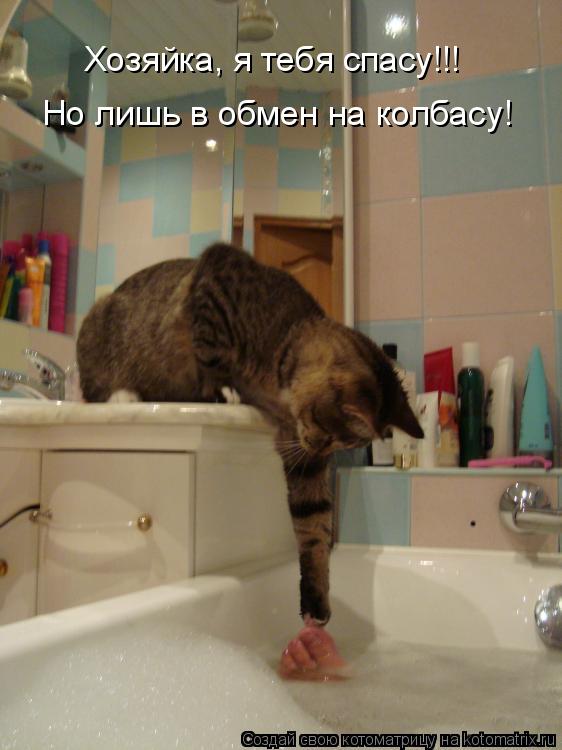 Хозяйка, я тебя спасу!!! Но лишь в обмен на колбасу!... Котоматрица: Хозяйка, я тебя спасу!!! Но лишь в обмен на колбасу!