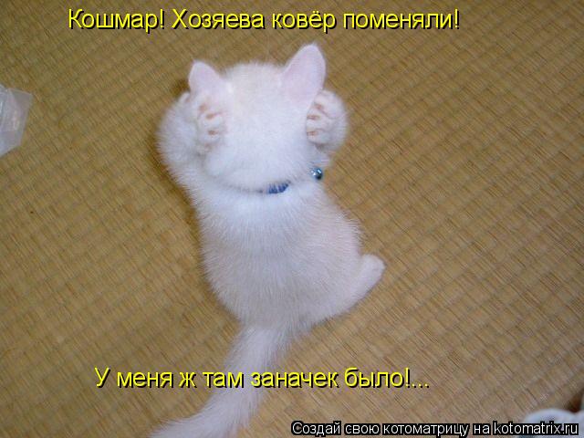 Кошмар! Хозяева ковёр поменяли! У меня ж там заначек было!...... Котоматрица: Кошмар! Хозяева ковёр поменяли! У меня ж там заначек было!...