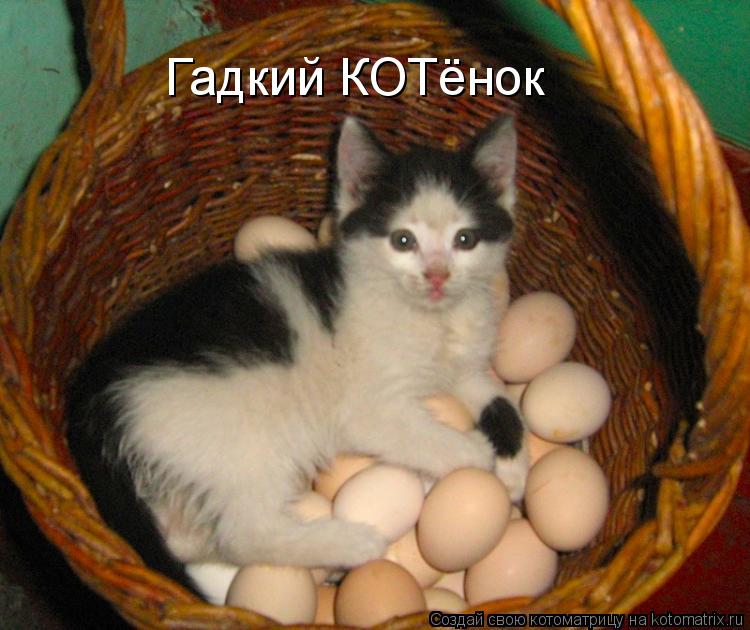 Гадкий КОТёнок... Котоматрица: Гадкий КОТёнок
