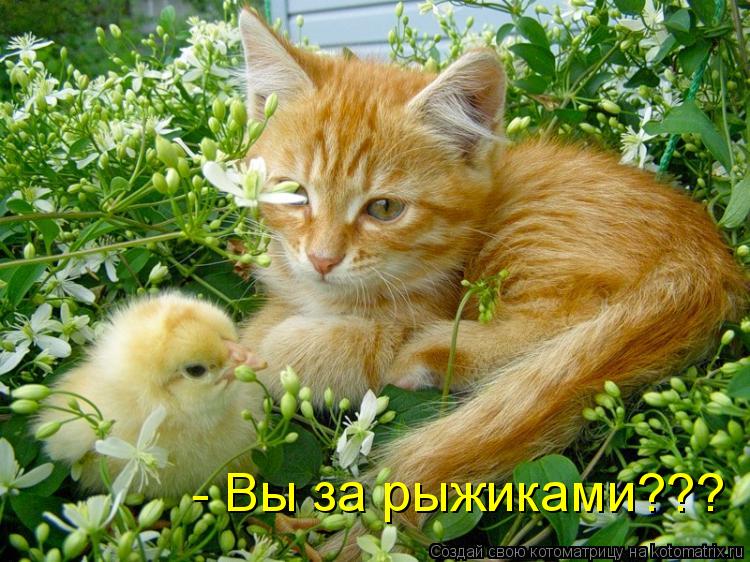 - Вы за рыжиками???... Котоматрица: - Вы за рыжиками???