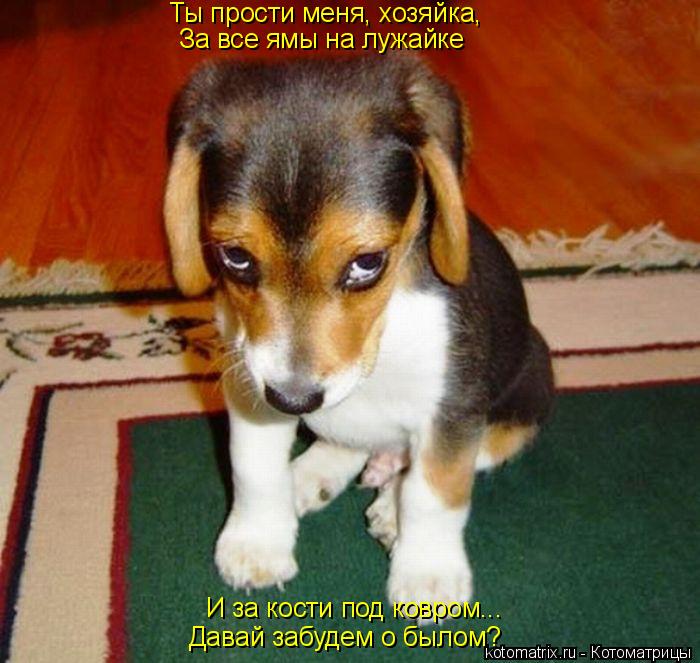 И за кости под ковром... Давай забудем о былом? Ты прости меня, хозяйка, За все ямы на лужайке... Котоматрица: И за кости под ковром... Давай забудем о былом? Ты прости меня, хозяйка, За все ямы на лужайке