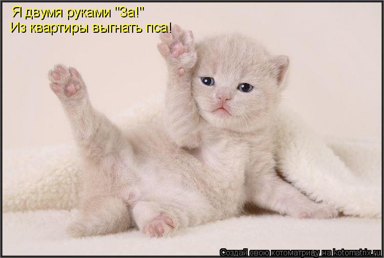 Я двумя руками "За!" Из квартиры выгнать пса!... Котоматрица: Я двумя руками "За!" Из квартиры выгнать пса!