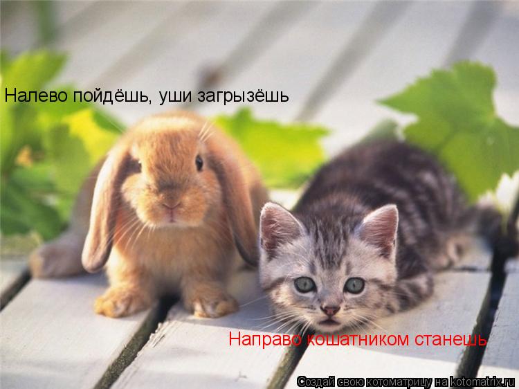 Налево пойдёшь, уши загрызёшь Направо кошатником станешь... Котоматрица: Налево пойдёшь, уши загрызёшь Направо кошатником станешь