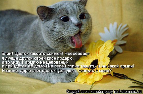 Блин! Цветок какойто сонный! Неееееееет я лучше другой своей кисе подарю, а то уйду в армию не целова... Котоматрица: Блин! Цветок какойто сонный! Неееееееет я лучше другой своей кисе подарю, а то уйду в армию не целованый, и прийдётся её домой на своей спине