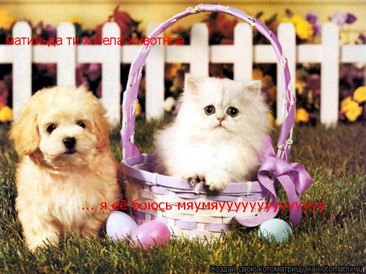 матильда ти хотела животное ... я её боюсь мяумяуууууууууууууу... Котоматрица: матильда ти хотела животное ... я её боюсь мяумяуууууууууууууу