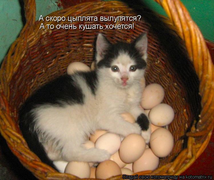 А скоро цыплята вылупятся? А то очень кушать хочется!... Котоматрица: А скоро цыплята вылупятся? А то очень кушать хочется!