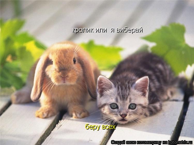 кролик или я виберай беру всех... Котоматрица: кролик или я виберай беру всех