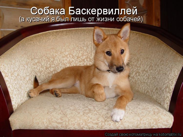 Собака Баскервиллей (а кусачий я был лишь от жизни собачей)... Котоматрица: Собака Баскервиллей (а кусачий я был лишь от жизни собачей)