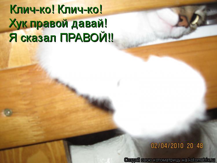 Клич-ко! Клич-ко! Хук правой давай! Я сказал ПРАВОЙ!!... Котоматрица: Клич-ко! Клич-ко! Хук правой давай! Я сказал ПРАВОЙ!!