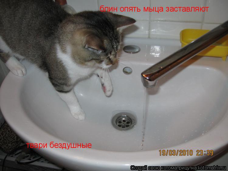 блин опять мыца заставляют твари бездушные... Котоматрица: блин опять мыца заставляют твари бездушные