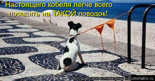 Настоящего кобеля легче всего посадить на ТАКОЙ поводок!... Котоматрица: Настоящего кобеля легче всего посадить на ТАКОЙ поводок!