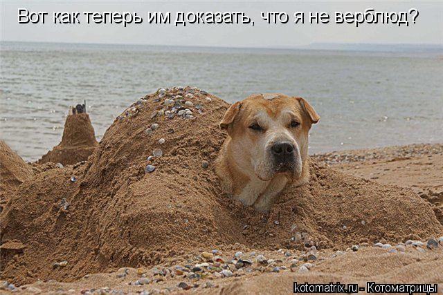 Вот как теперь им доказать, что я не верблюд?... Котоматрица: Вот как теперь им доказать, что я не верблюд?