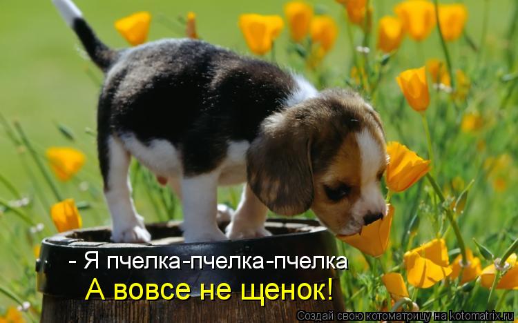 - Я пчелка-пчелка-пчелка А вовсе не щенок!... Котоматрица: - Я пчелка-пчелка-пчелка А вовсе не щенок!