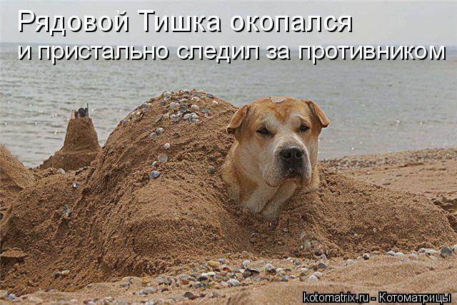 Рядовой Тишка окопался и пристально следил за противником... Котоматрица: Рядовой Тишка окопался и пристально следил за противником