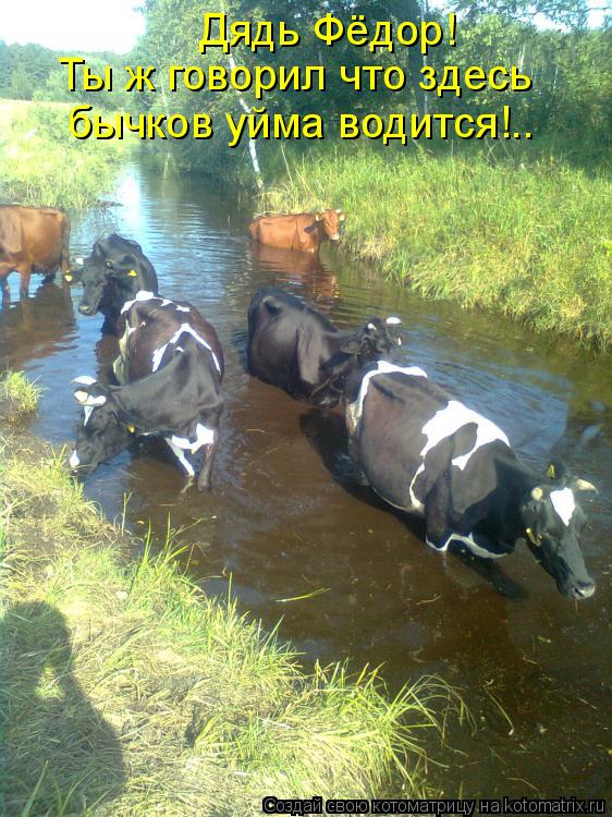 Дядь Фёдор! Ты ж говорил что здесь бычков уйма водится!..... Котоматрица: Дядь Фёдор! Ты ж говорил что здесь бычков уйма водится!..