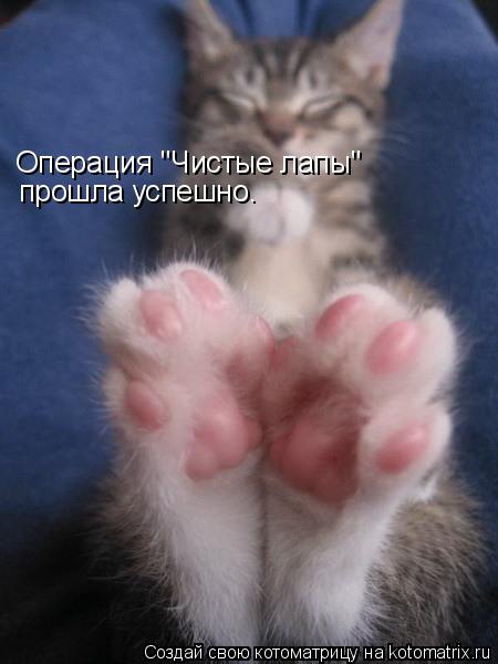 Операция "Чистые лапы" прошла успешно.... Котоматрица: Операция "Чистые лапы" прошла успешно.