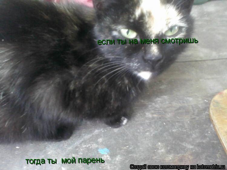 если ты на меня смотришь тогда ты мой парень... Котоматрица: если ты на меня смотришь тогда ты мой парень