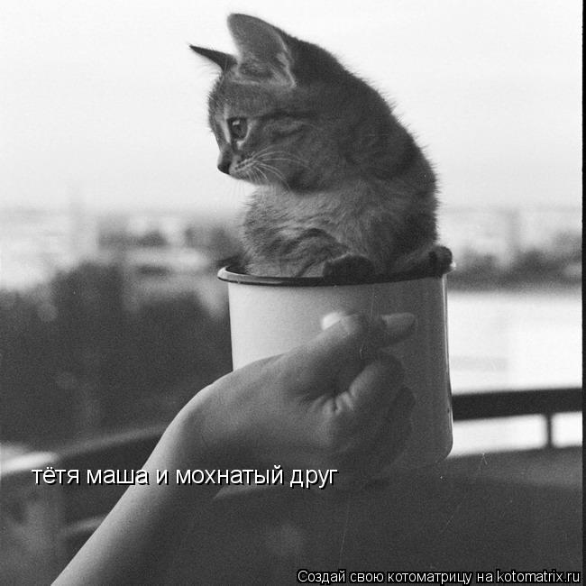 тётя маша и мохнатый друг... Котоматрица: тётя маша и мохнатый друг