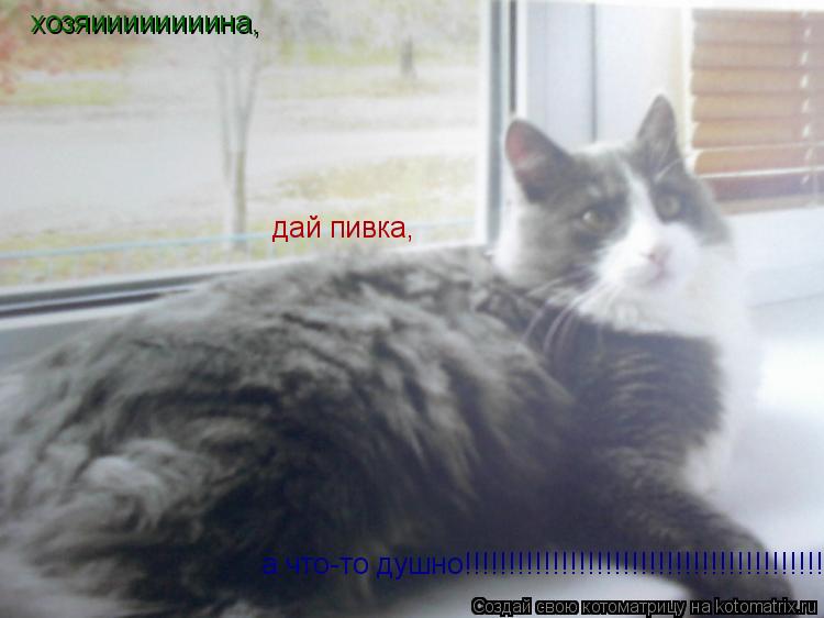дай пивка, а что-то душно!!!!!!!!!!!!!!!!!!!!!!!!!!!!!!!!!!!!!!!!! хозяиииииииина,... Котоматрица: дай пивка, а что-то душно!!!!!!!!!!!!!!!!!!!!!!!!!!!!!!!!!!!!!!!!! хозяиииииииина,